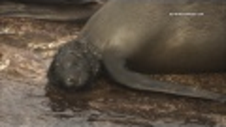 This Newborn Seal Pup Was Kidnapped Before Even Exiting The Birth Canal